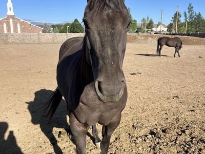 10 yr old blue roan mare