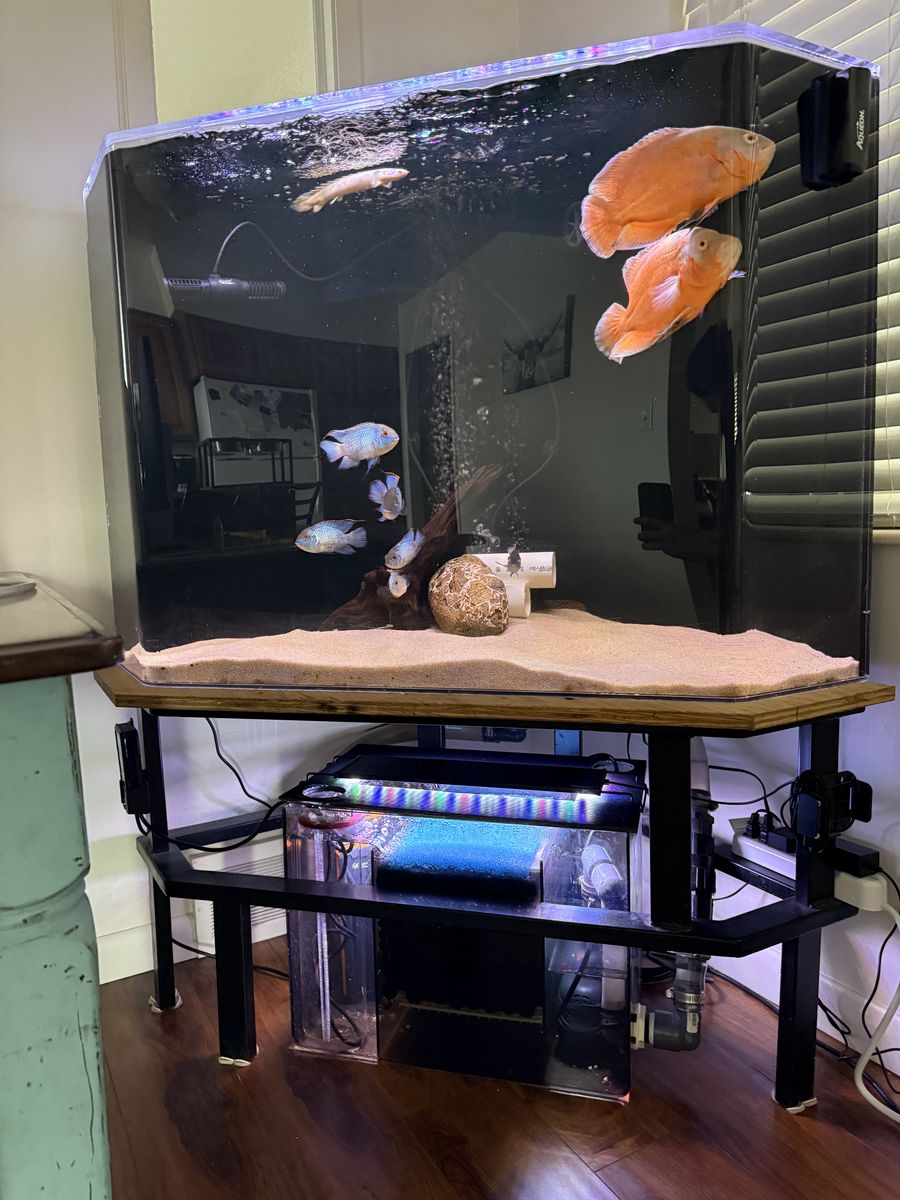 Custom 100 Gal Corner Aquarium