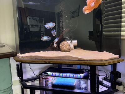 Custom 100 Gal Corner Aquarium