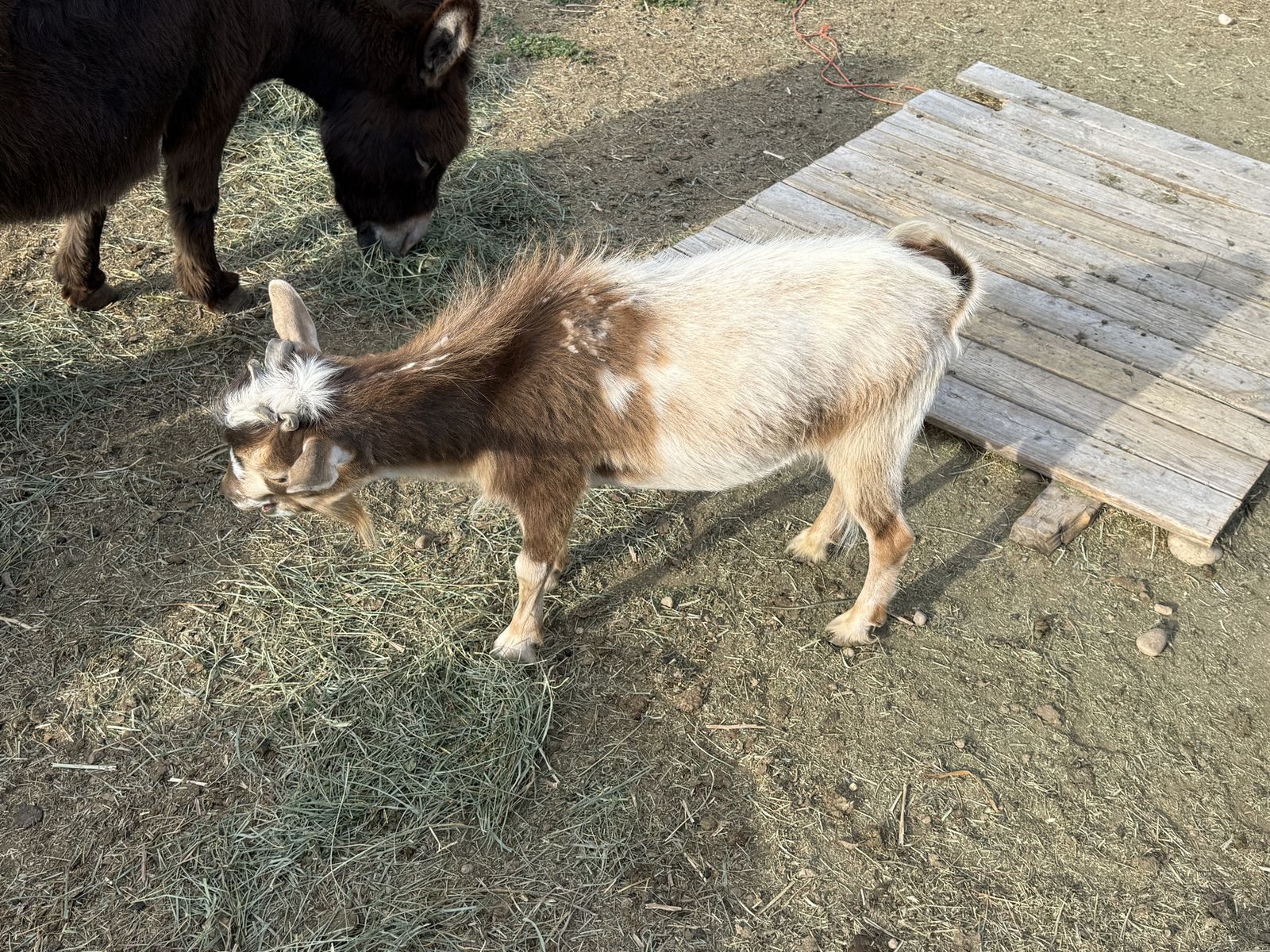 Goats!