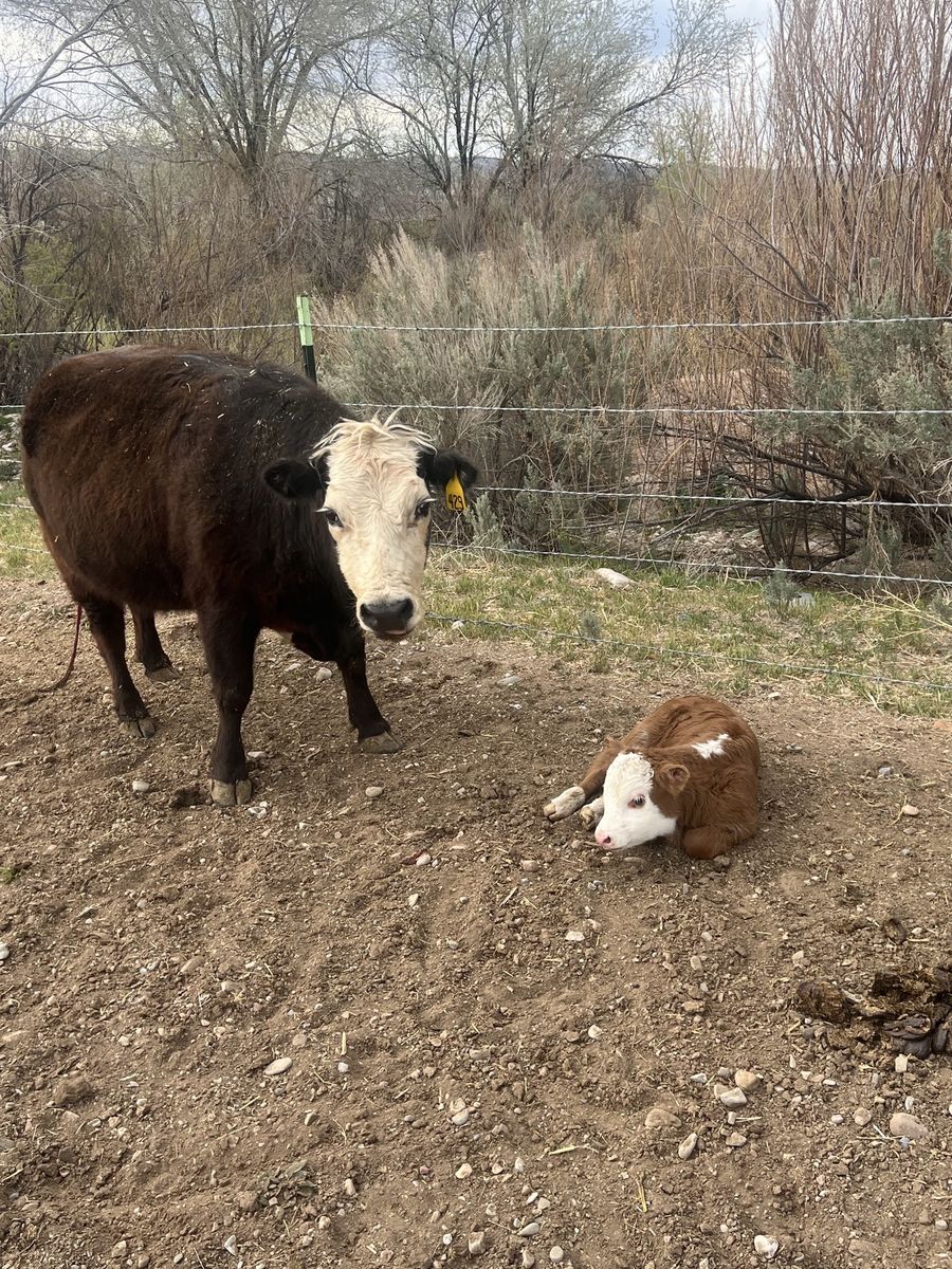 Bred Lowline/Mini Hereford Heifers
