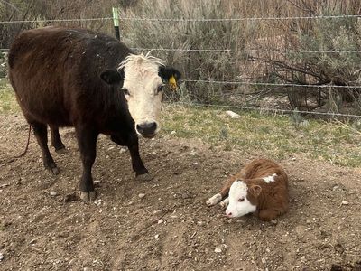Bred Lowline/Mini Hereford Heifers