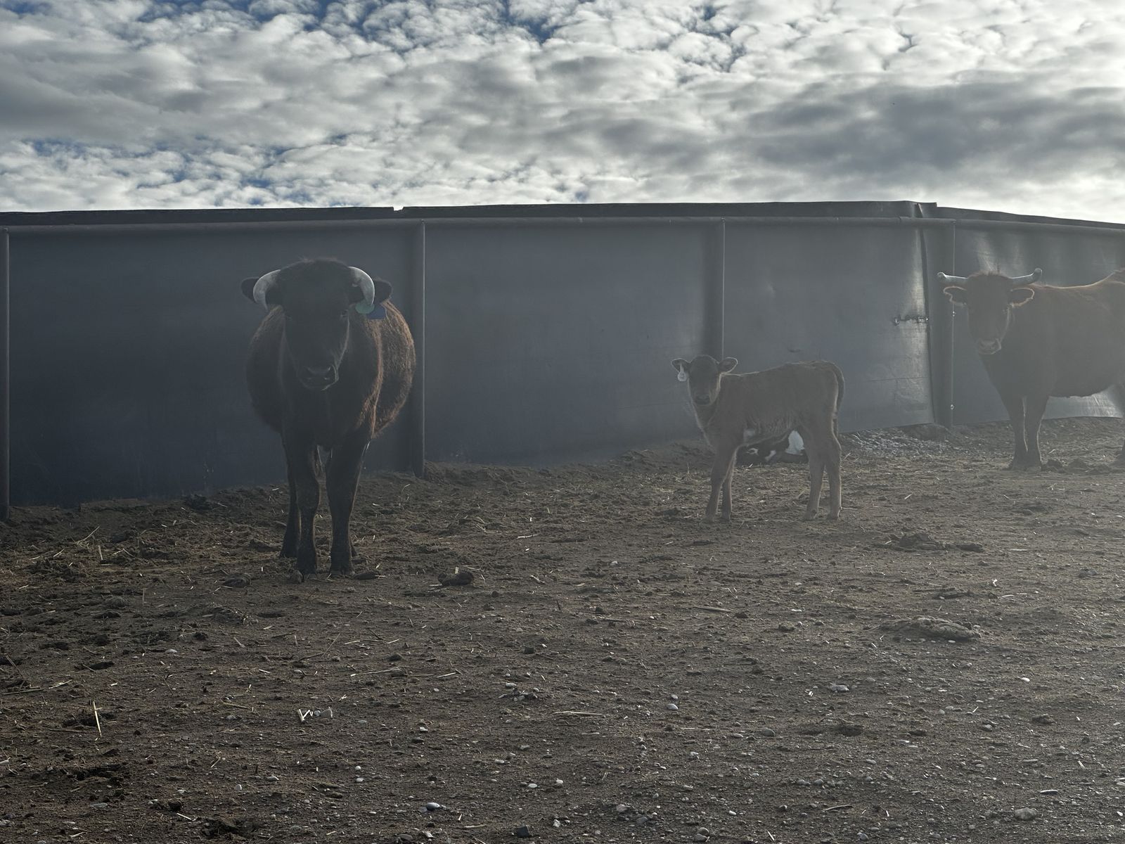 Corriente cross pairs -tie down calves