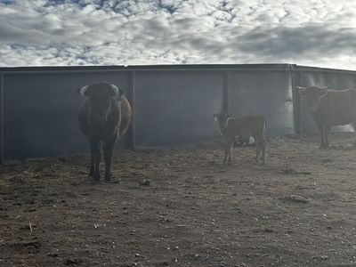 Corriente cross pairs -tie down calves