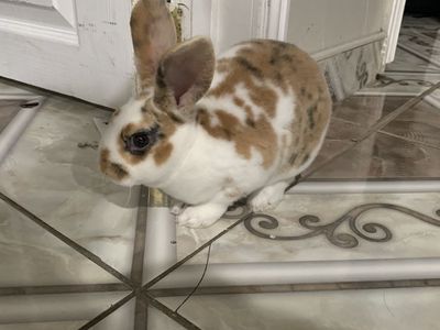 Mixed Harlequin/Satin