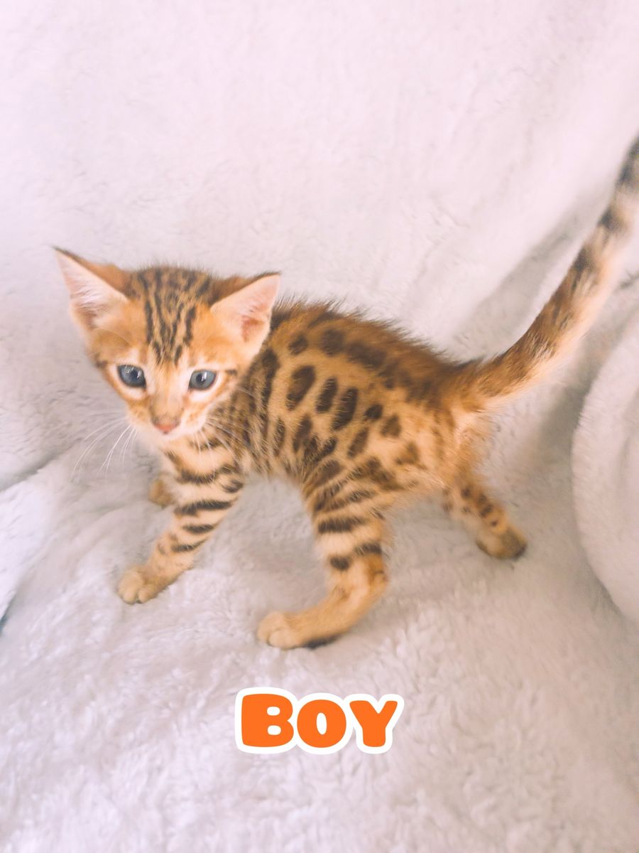 Purebred Bengal kitten is ready to go new home