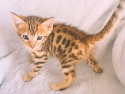 Purebred Bengal kitten is ready to go new home