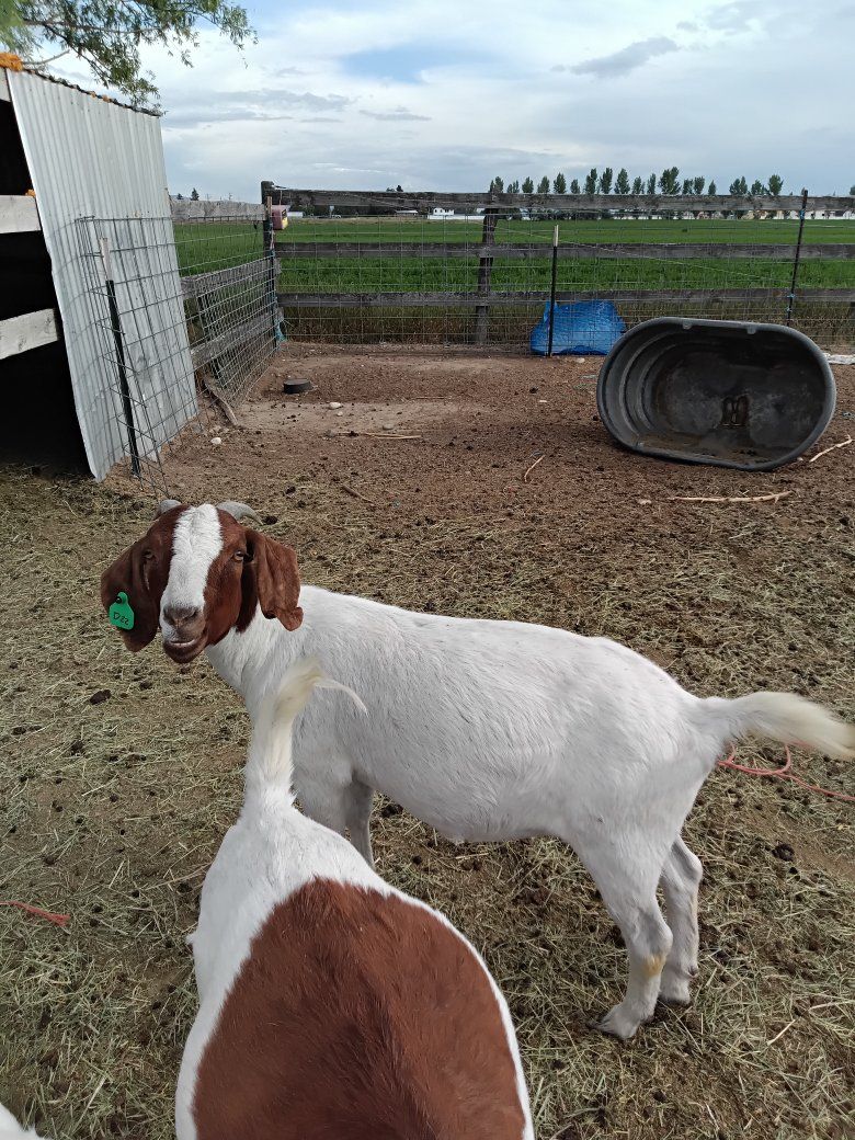 Fullblood, Pregnant Boer Doe