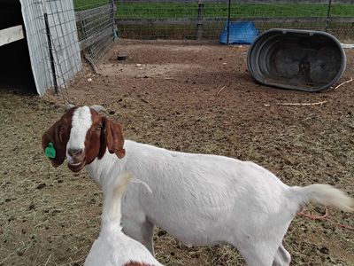 Fullblood, Pregnant Boer Doe