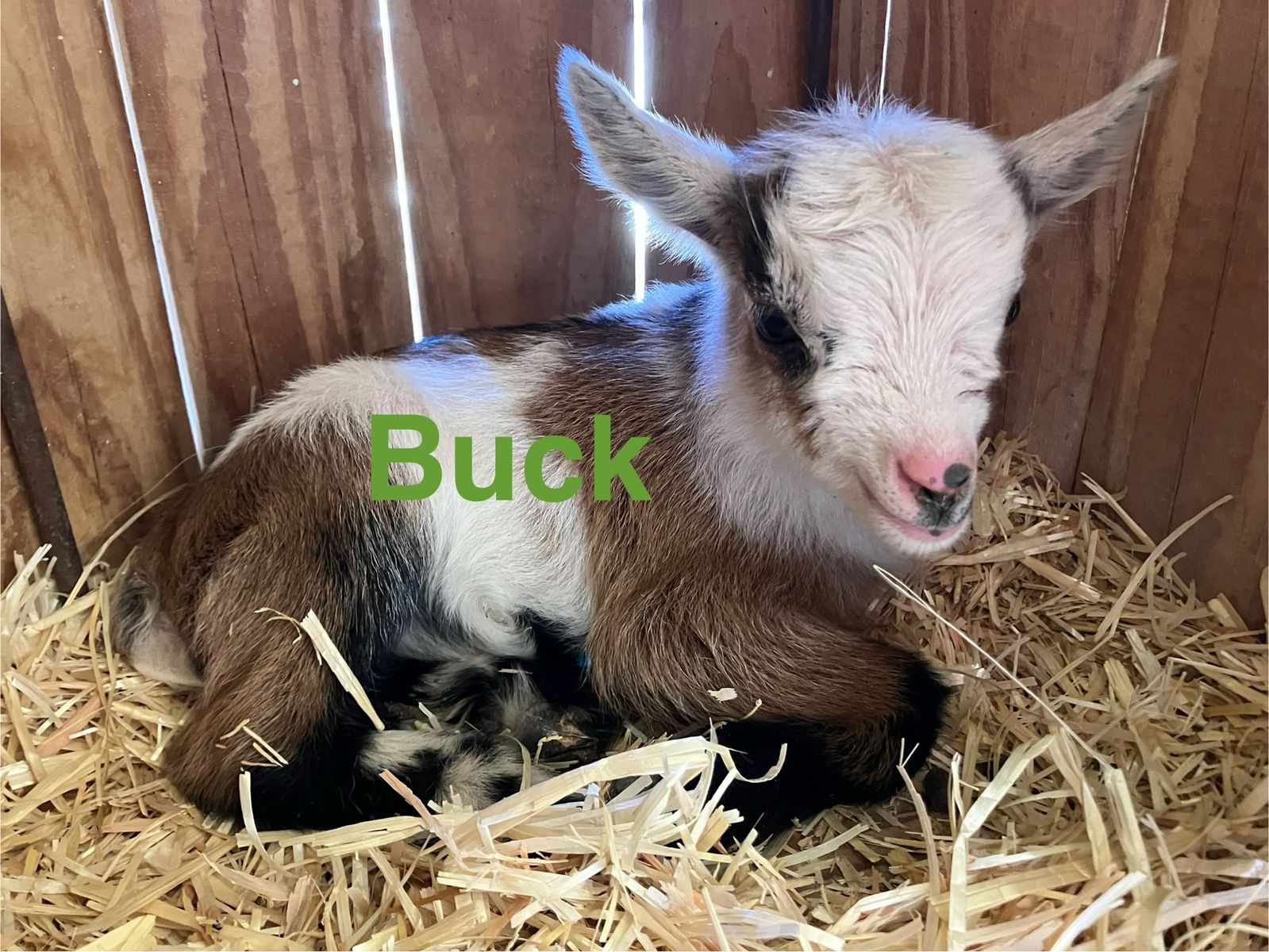 Flashy Nigerian Dwarf Kids, $100-$175