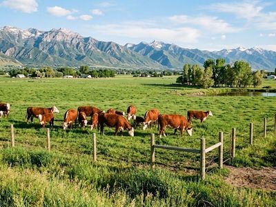 Let My Cattle Protect Your Greenbelt & Water Right