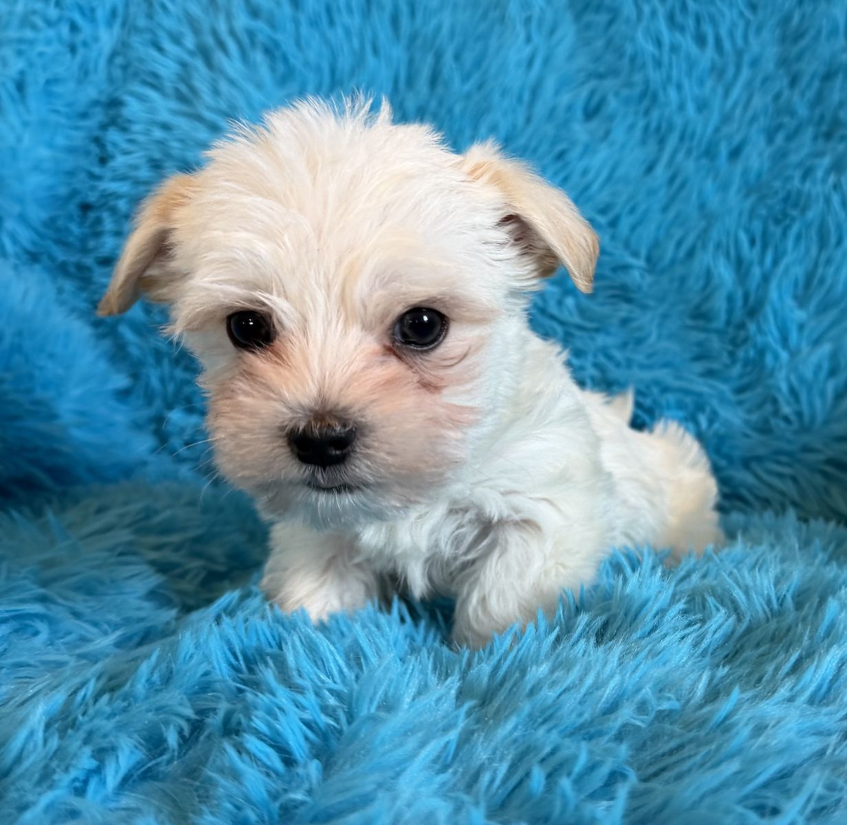 Adorable Little 3/4 Yorkie Puppies Yorkie Maltese