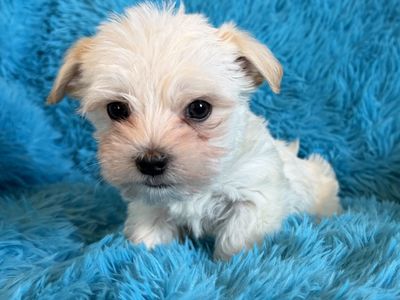 Adorable Little 3/4 Yorkie Puppies Yorkie Maltese