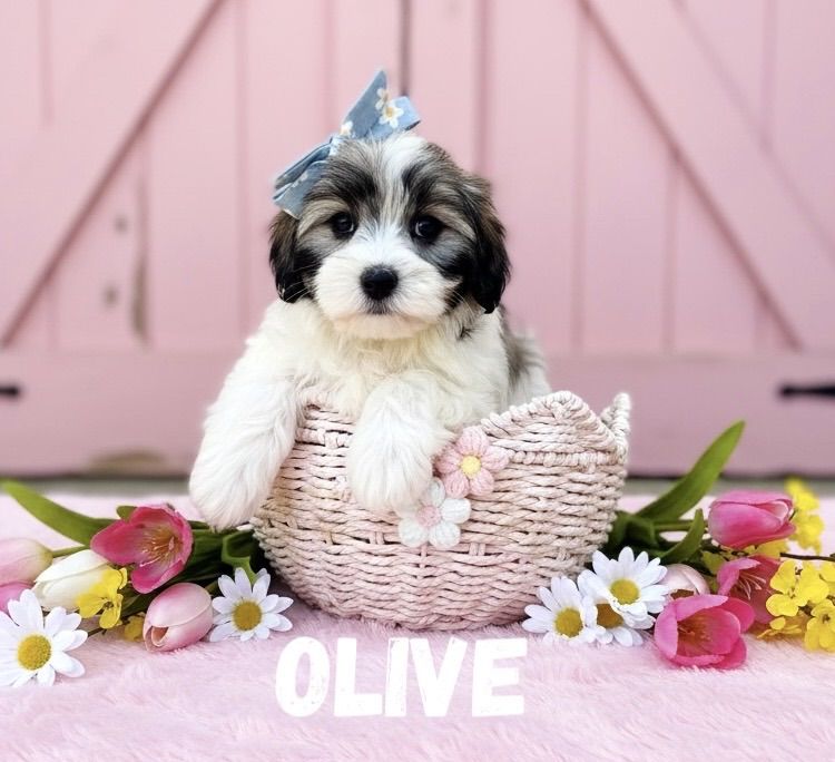 Mini Schnoodle X Teacup Korean Maltese