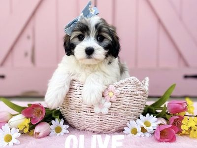 Mini Schnoodle X Teacup Korean Maltese