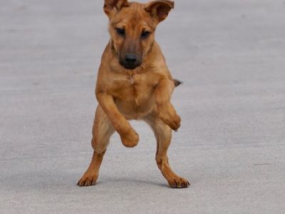 Sable 9 old rescue started on obedience