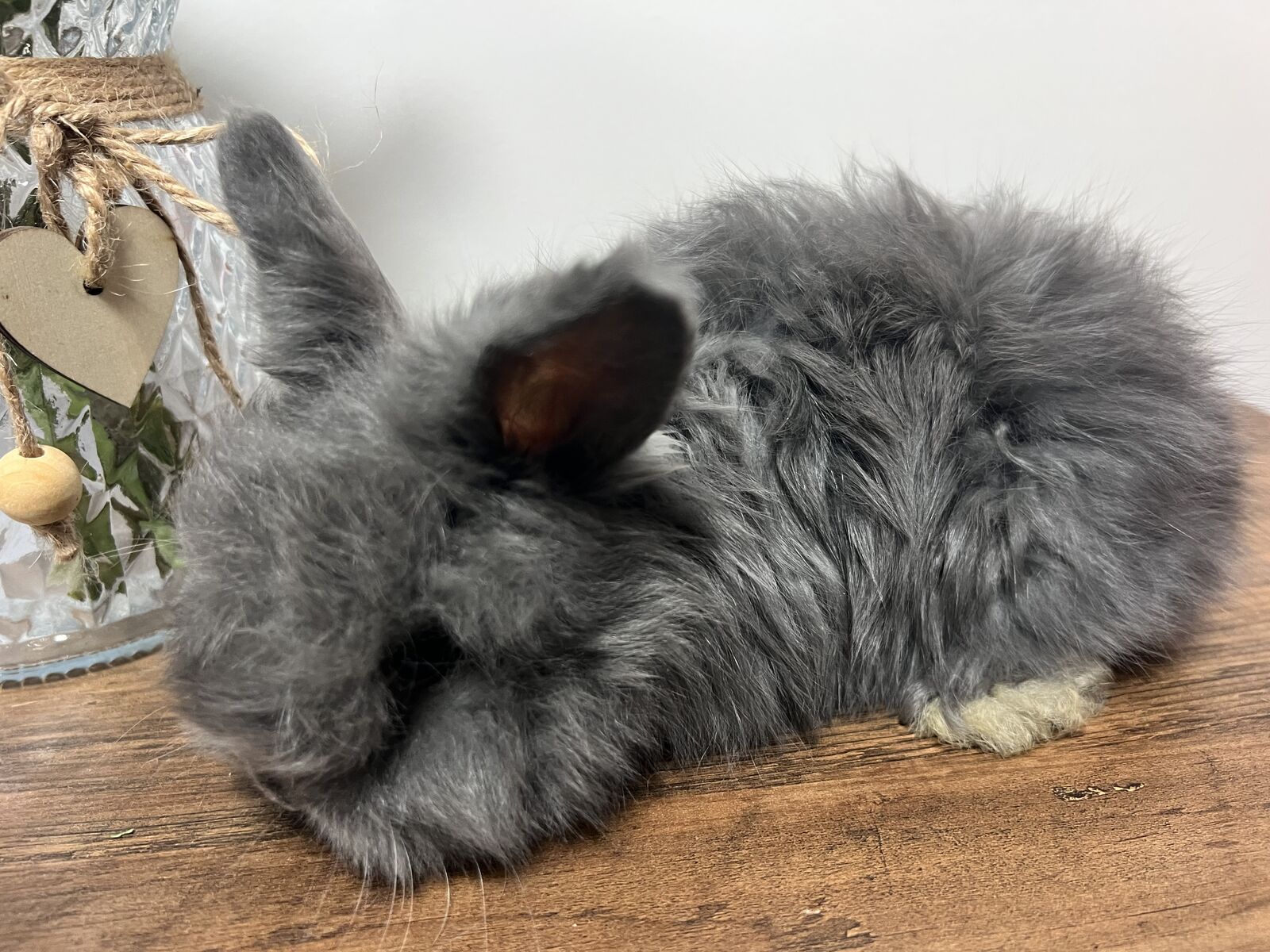 English Angora babies