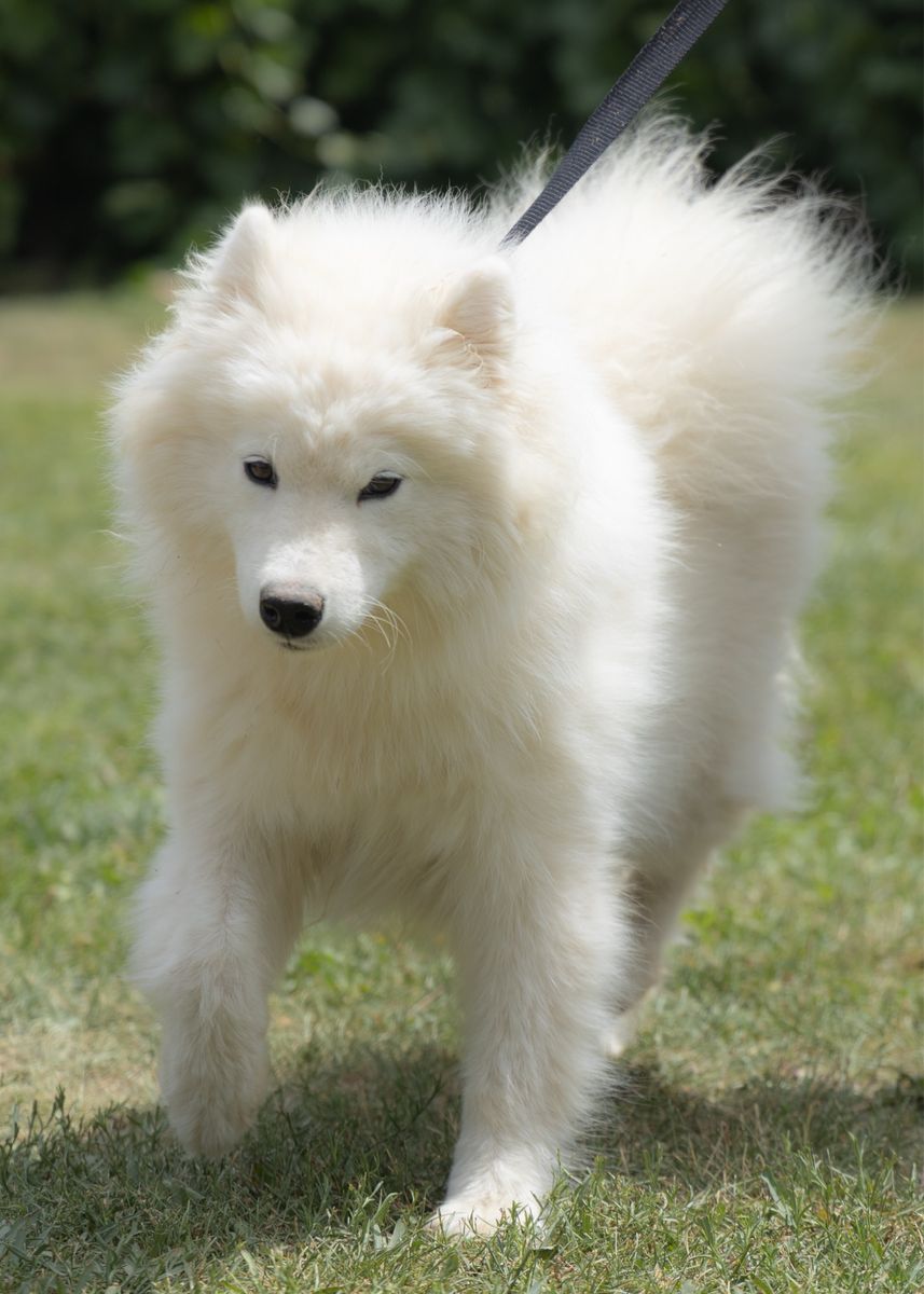 AKC Female Samoyed breeding prospect