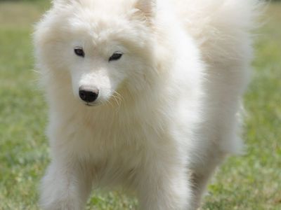 AKC Female Samoyed breeding prospect