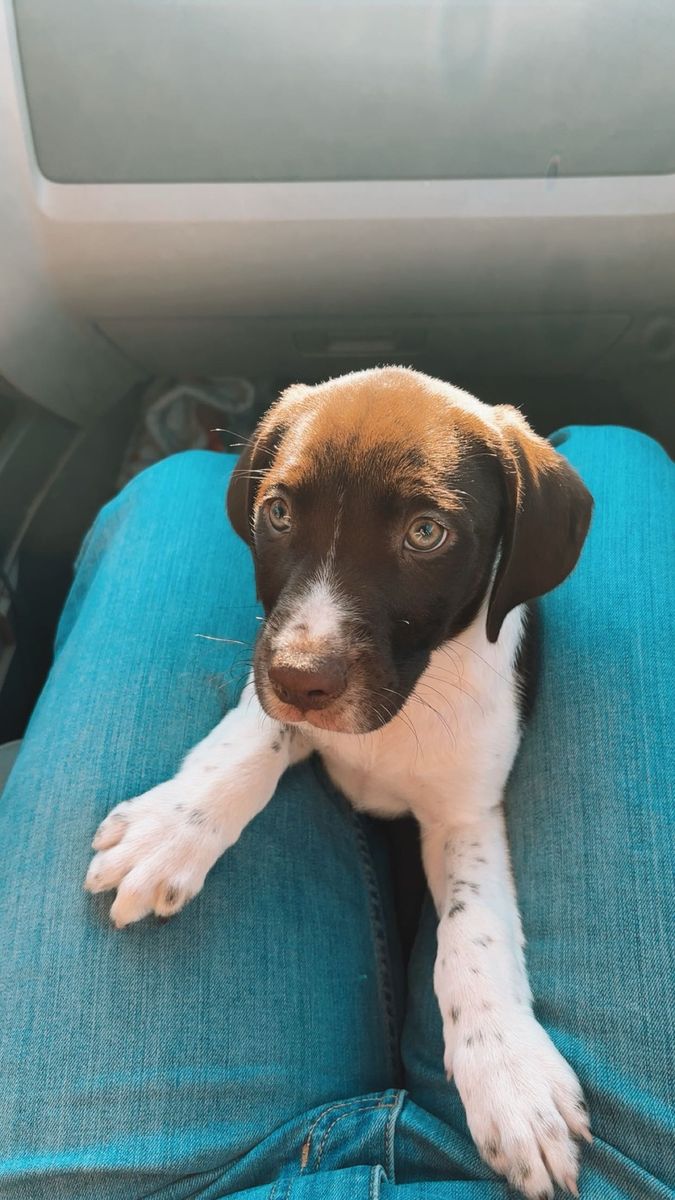 Meet Goose!