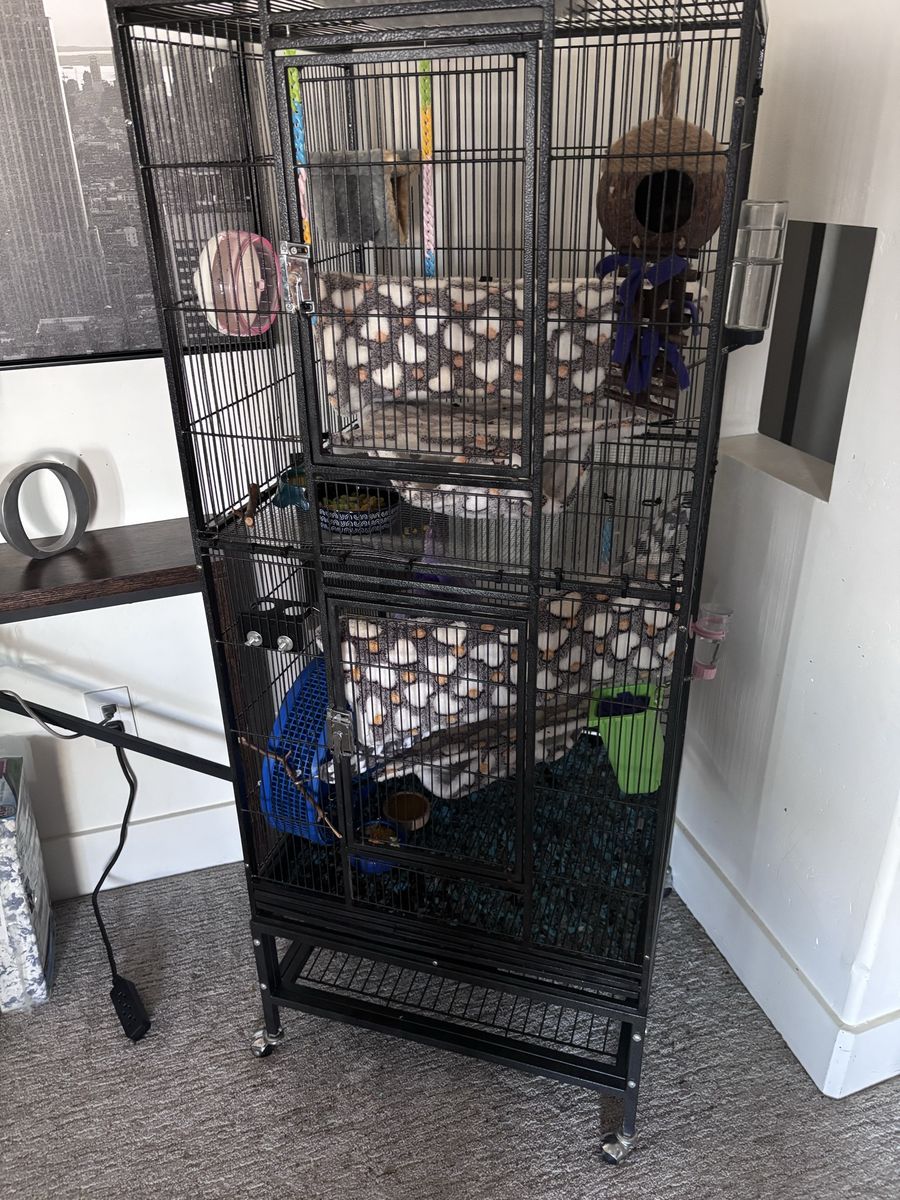 3 sugar gliders!