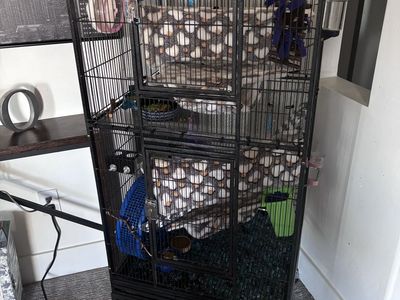 3 sugar gliders!
