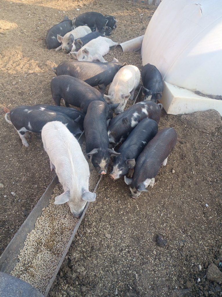 Idaho pasture pigs/Piglets