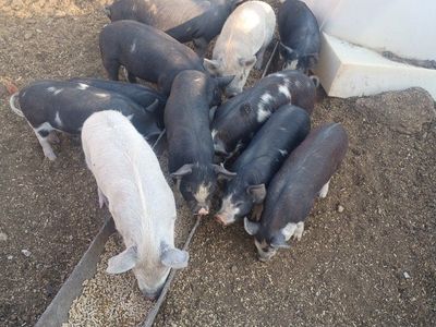 Idaho pasture pigs/Piglets