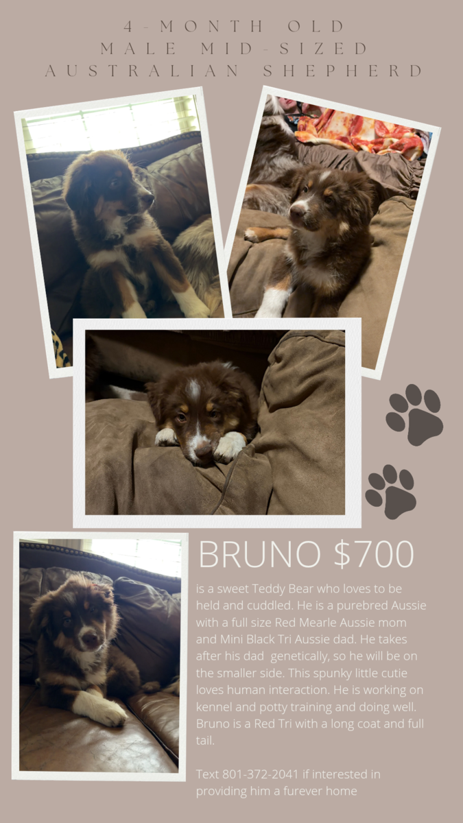 4 Month old Male Aussie Puppy