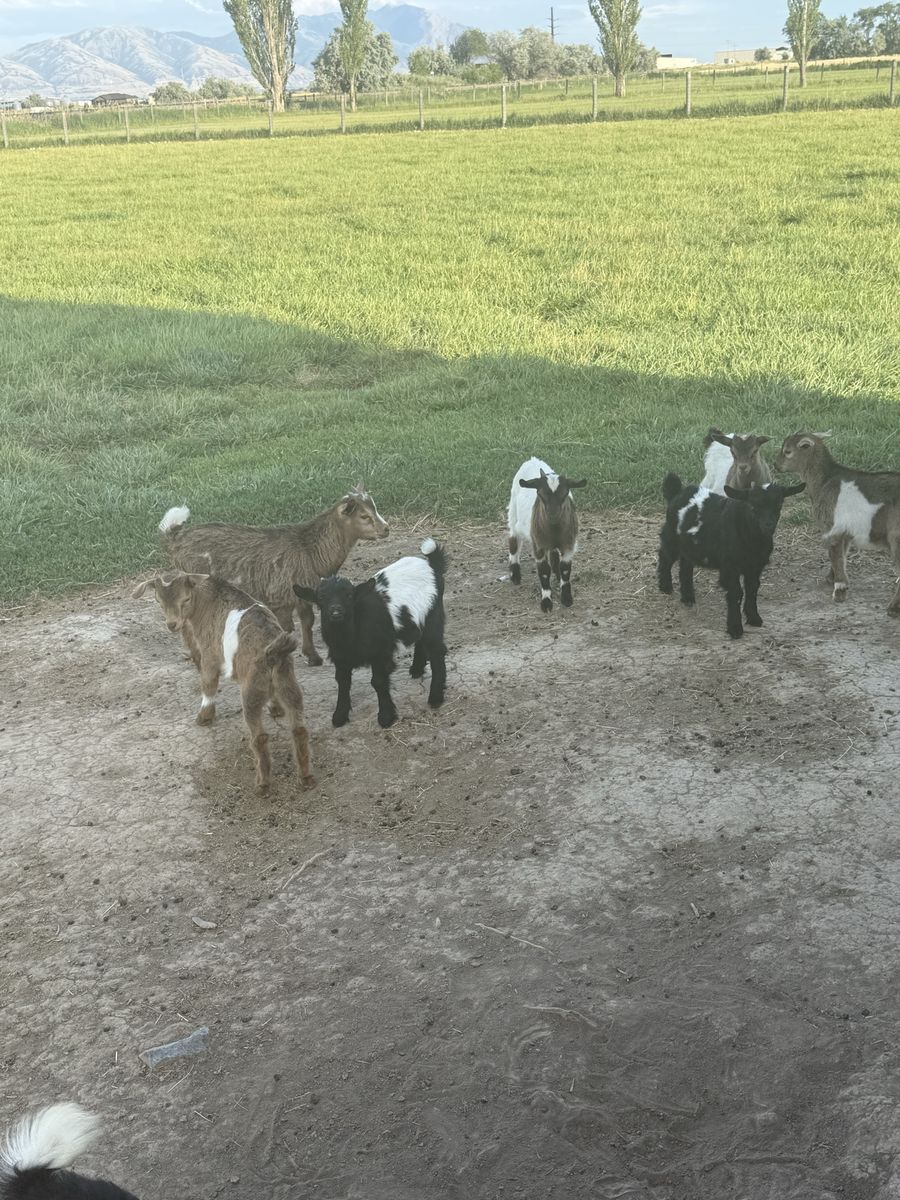 Baby Fainting Goats