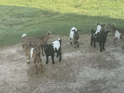 Baby Fainting Goats