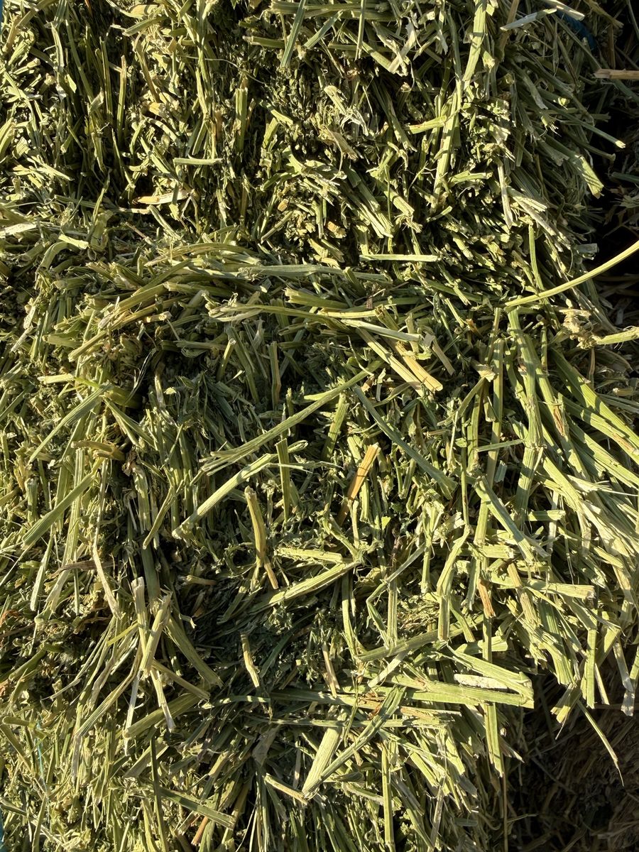 Alfalfa bundles
