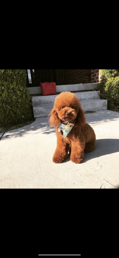 Stunning Deep Red AKC toy Poodle Stud