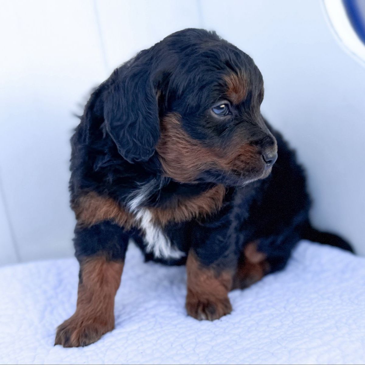 Mini Bernedoodle puppies