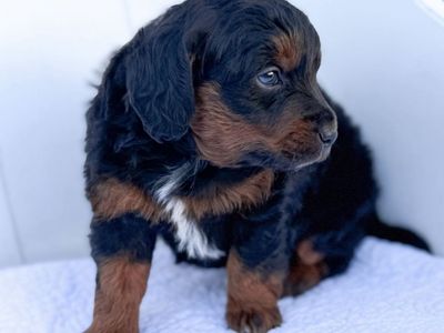 Mini Bernedoodle puppies