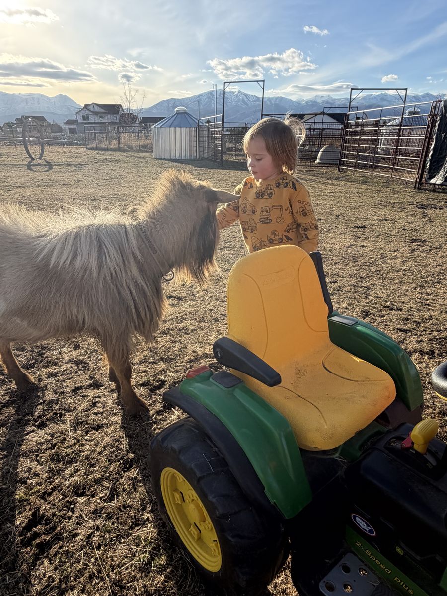 Nigerian Dwarf Bucks