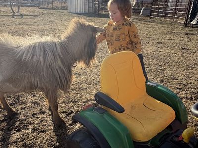 Nigerian Dwarf Bucks