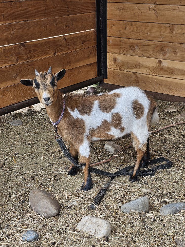 Nigerian dwarf doe kid