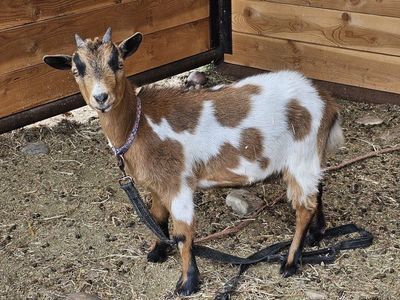 Nigerian dwarf doe kid