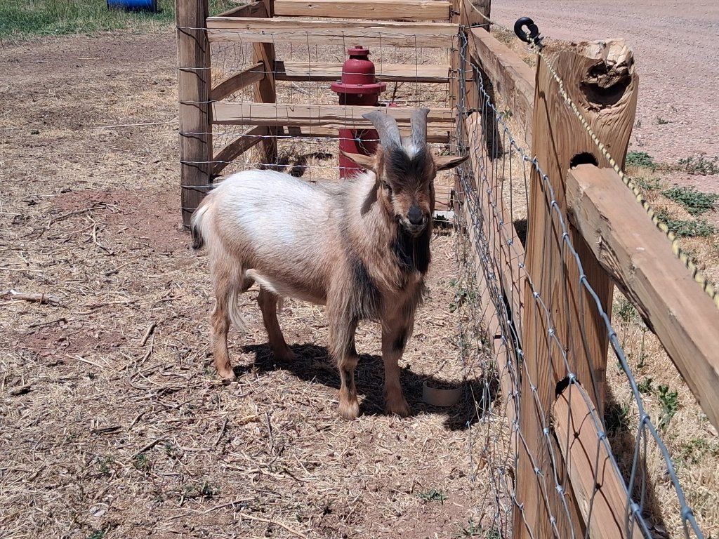 Nigerian Dwarf Bucks