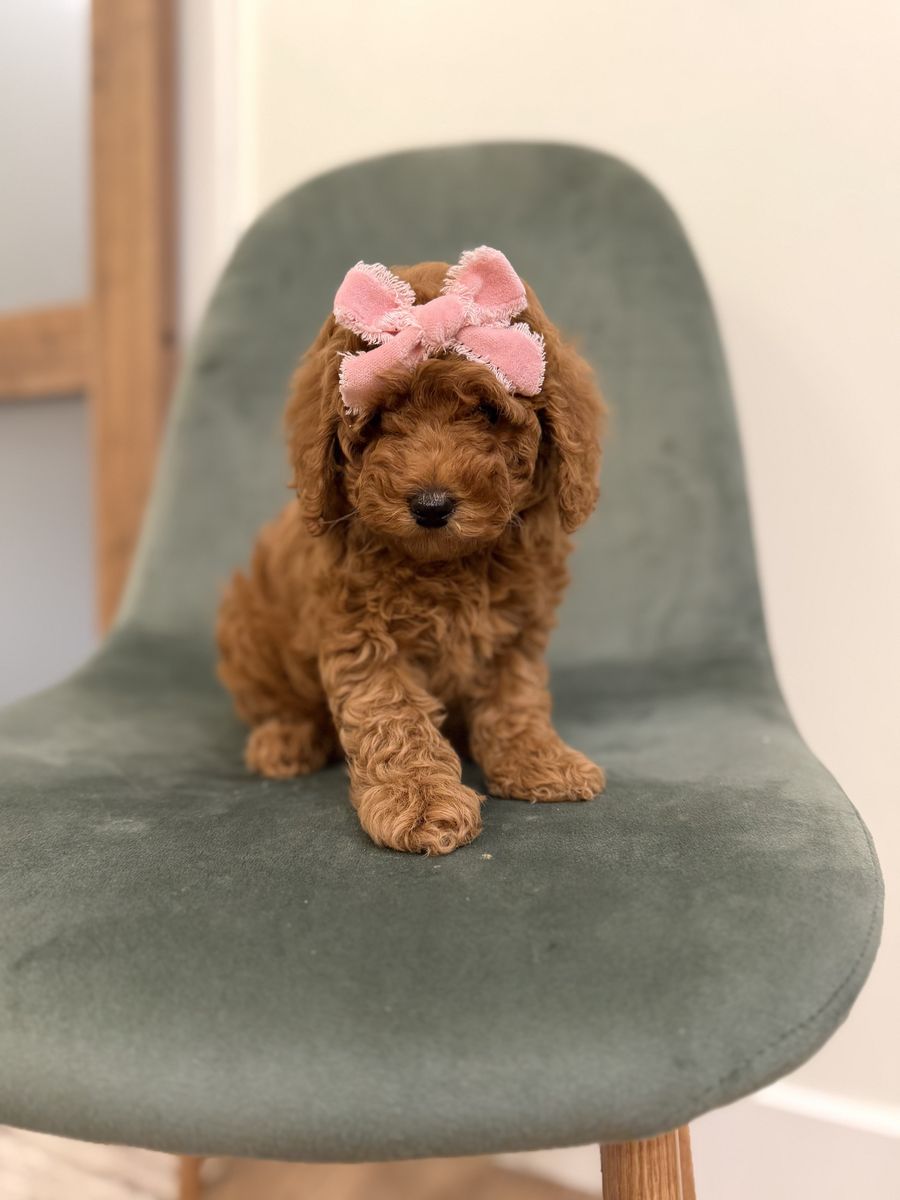 Easter Professionally Trained & Ready Micro Mini Goldendoodle