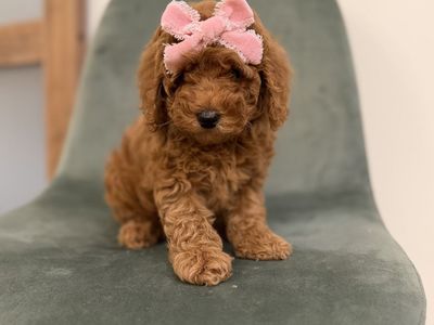 Easter Professionally Trained & Ready Micro Mini Goldendoodle