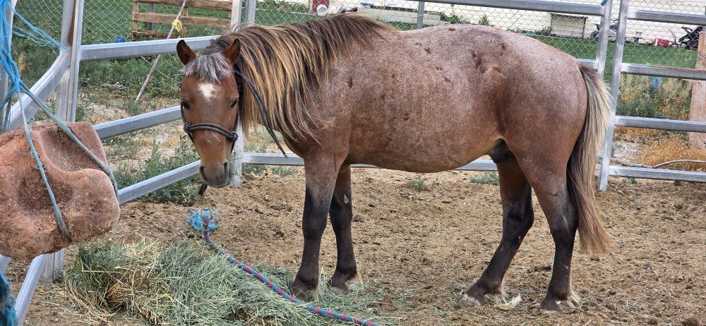 Bay Roan mini stallion