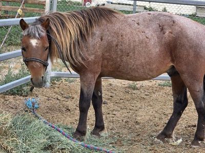 Bay Roan mini stallion