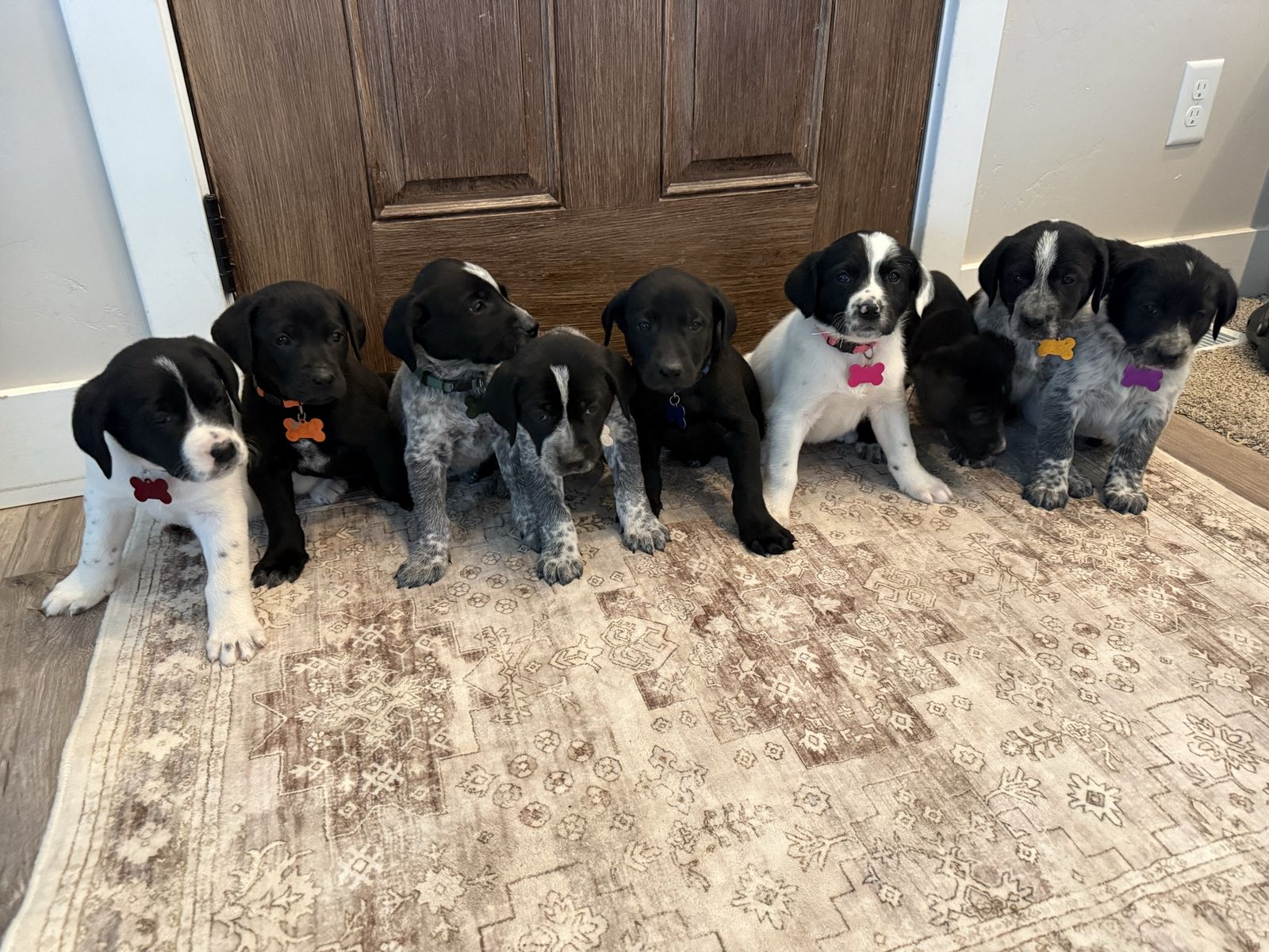 German Shorthair Cross Puppies