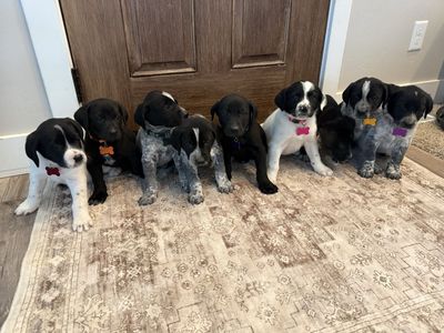 German Shorthair Cross Puppies