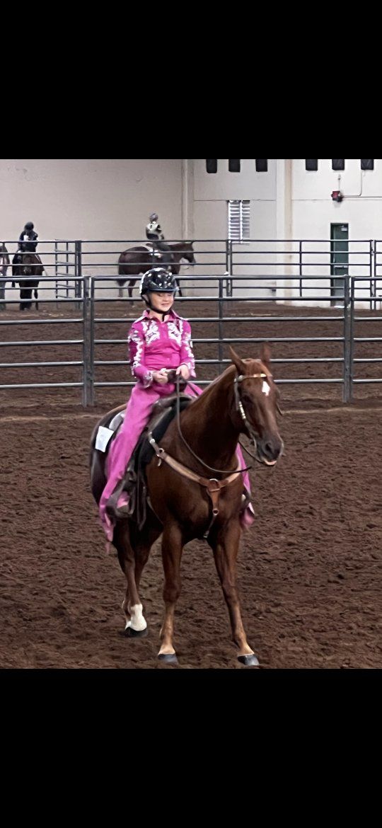 Registered gelding quarter horse