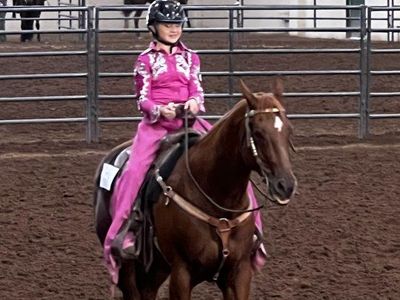 Registered gelding quarter horse