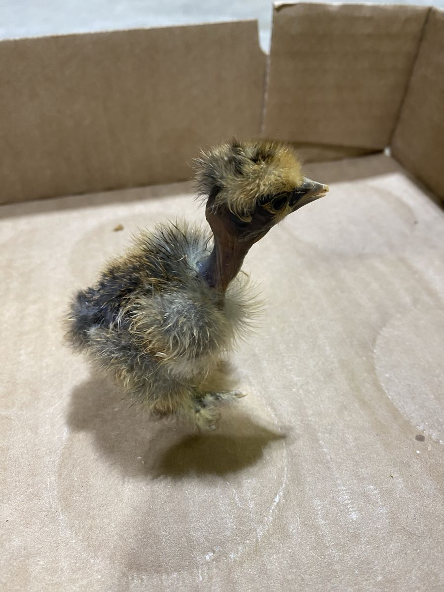 Showgirl Silkie Chicks