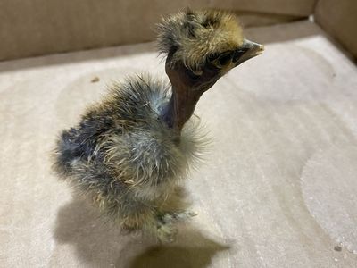 Showgirl Silkie Chicks